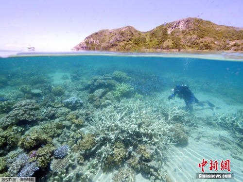 难逃厄运：厄尔尼诺加剧澳大堡礁珊瑚白化潮（图）
