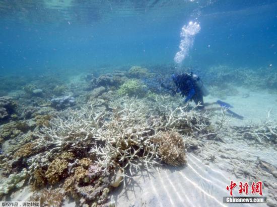 难逃厄运：厄尔尼诺加剧澳大堡礁珊瑚白化潮(图)