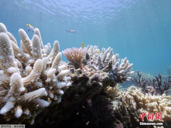 难逃厄运：厄尔尼诺加剧澳大堡礁珊瑚白化潮(图)